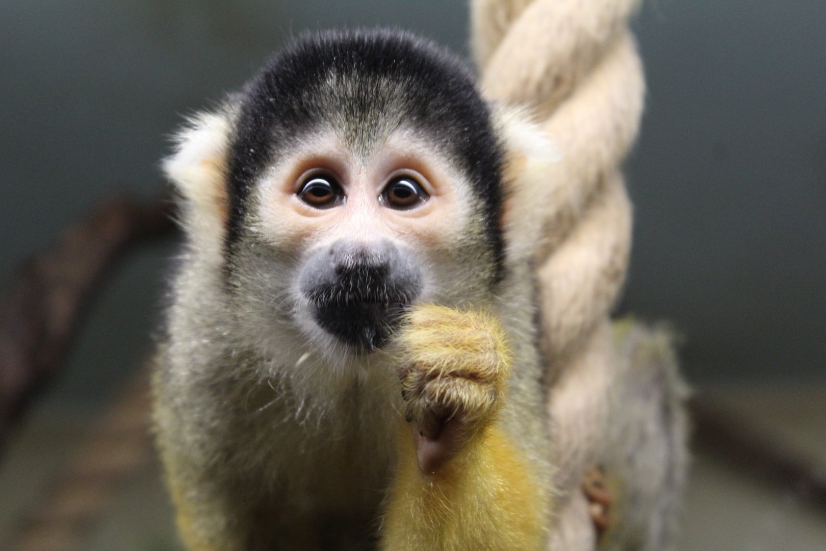 Squirrel Monkey