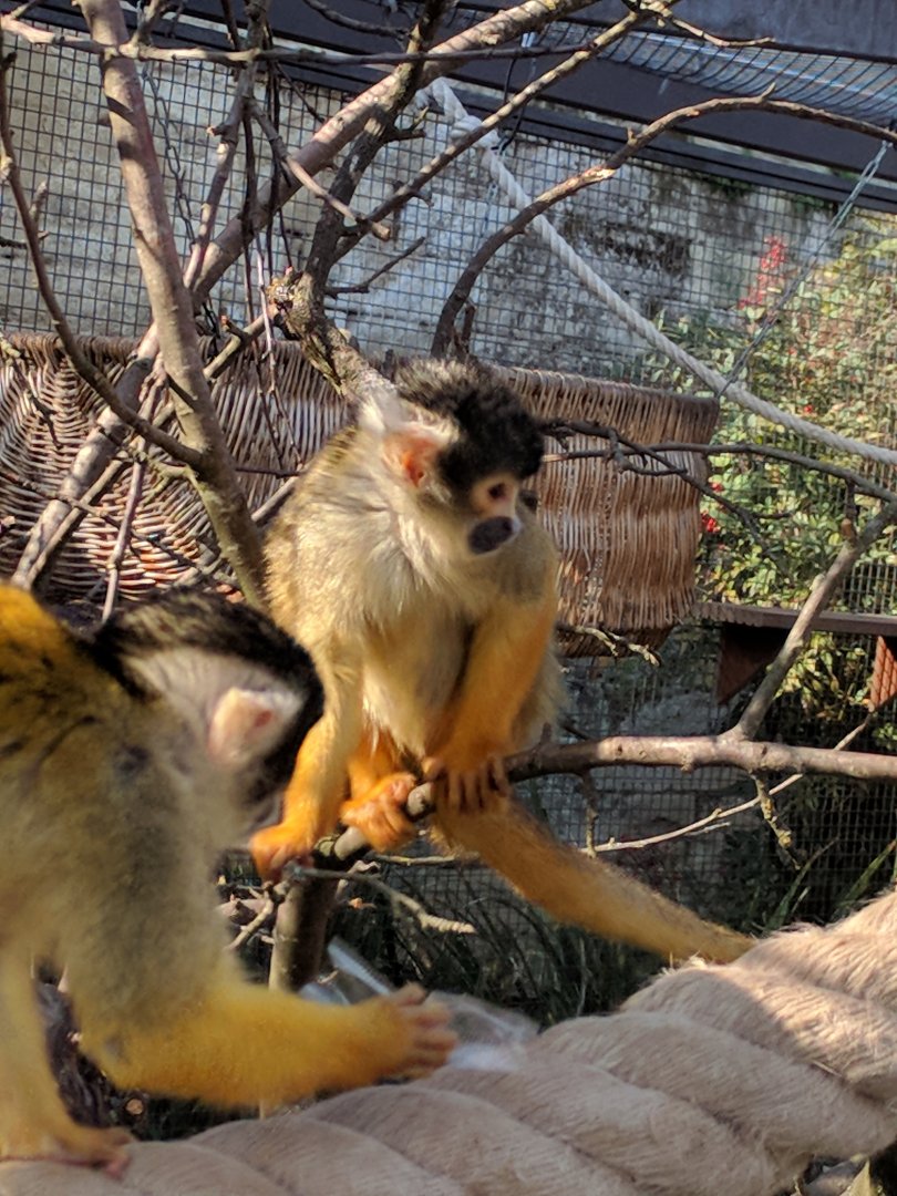 Squirrel Monkey