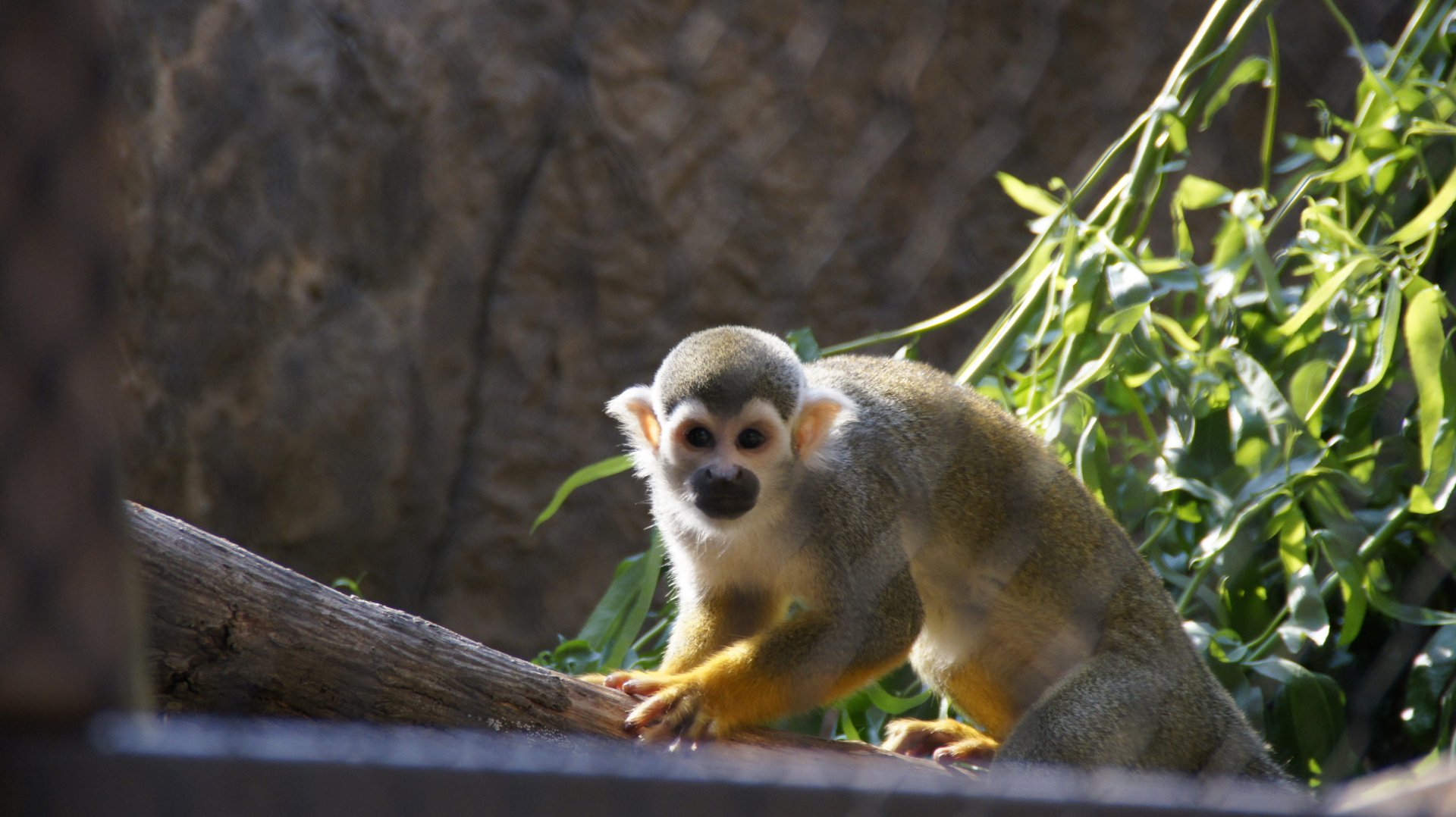 Squirrel Monkey