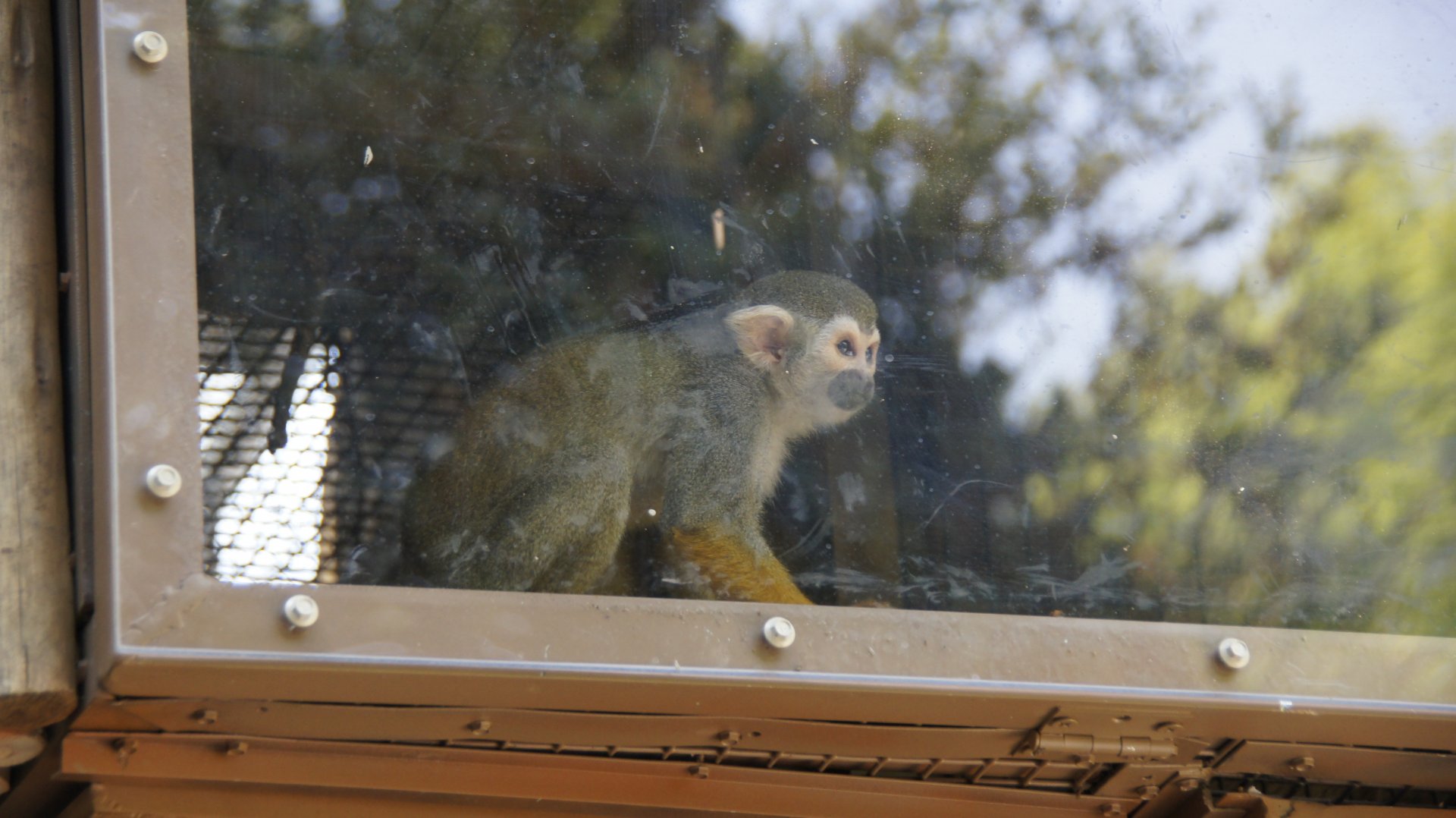 Squirrel Monkey