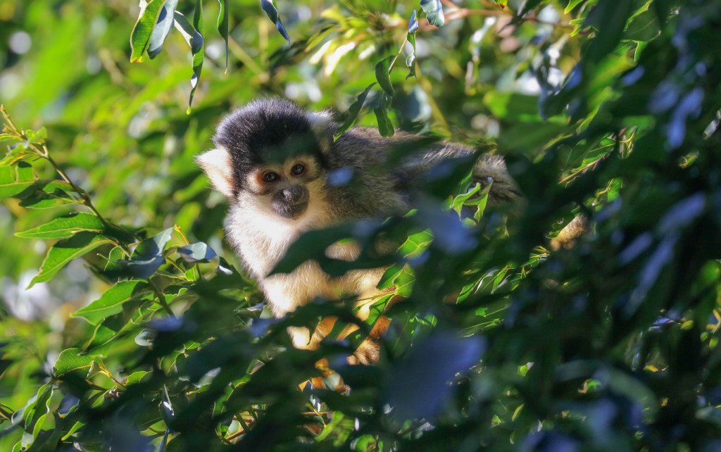 Squirrel Monkey