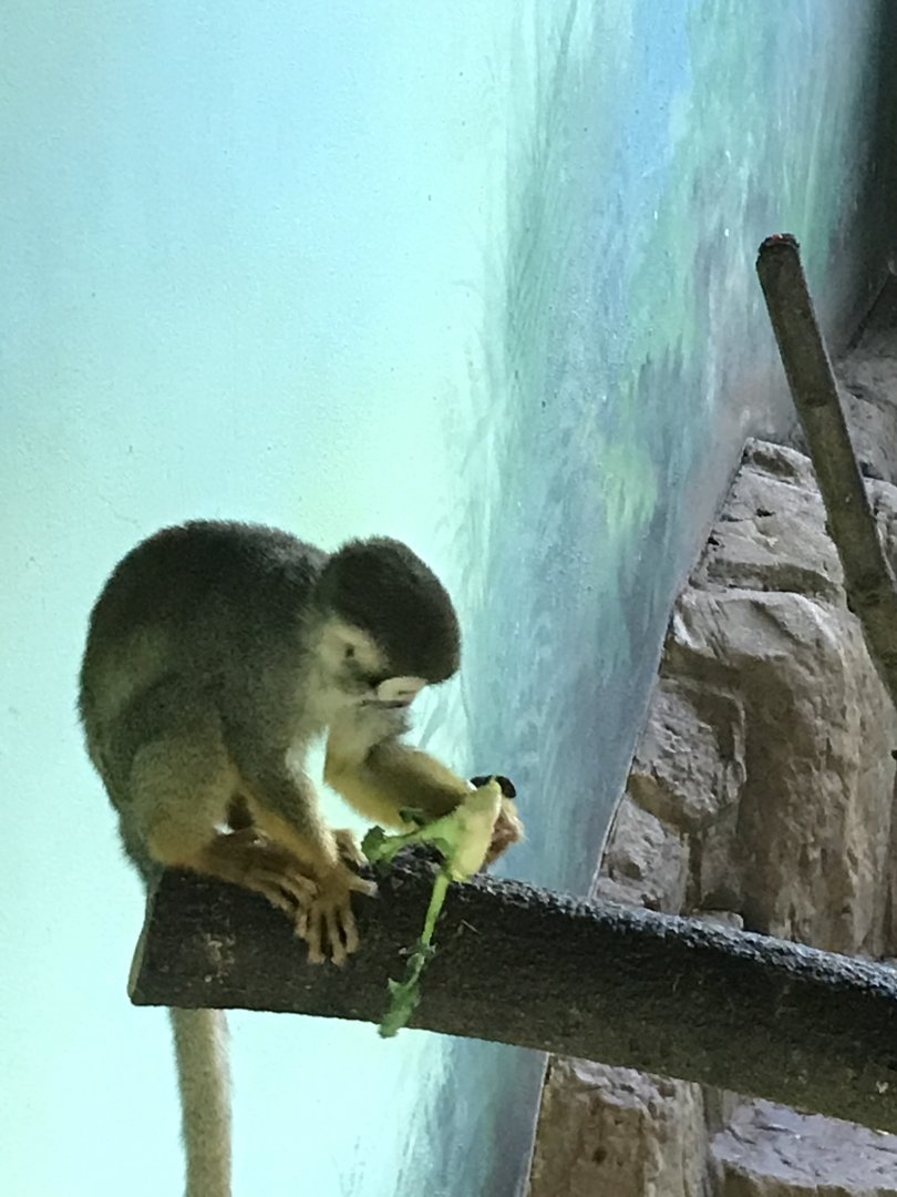 Squirrel monkey