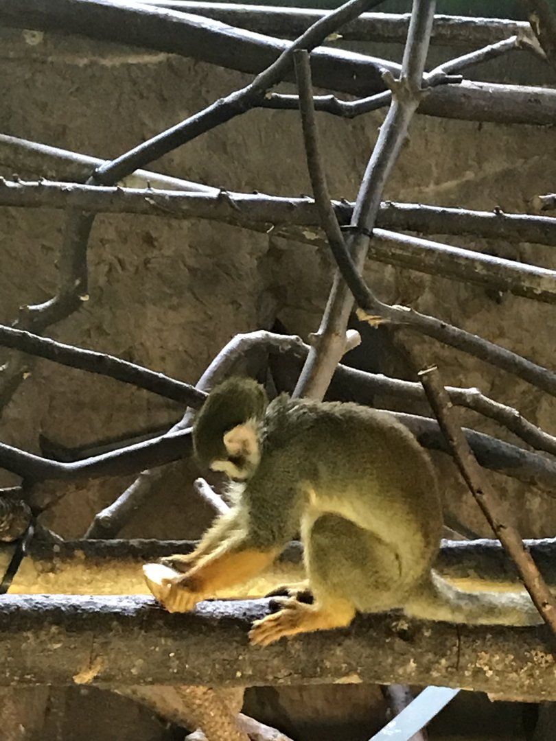 Squirrel monkey