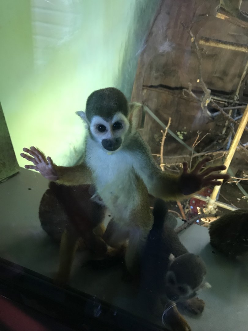 Squirrel monkey