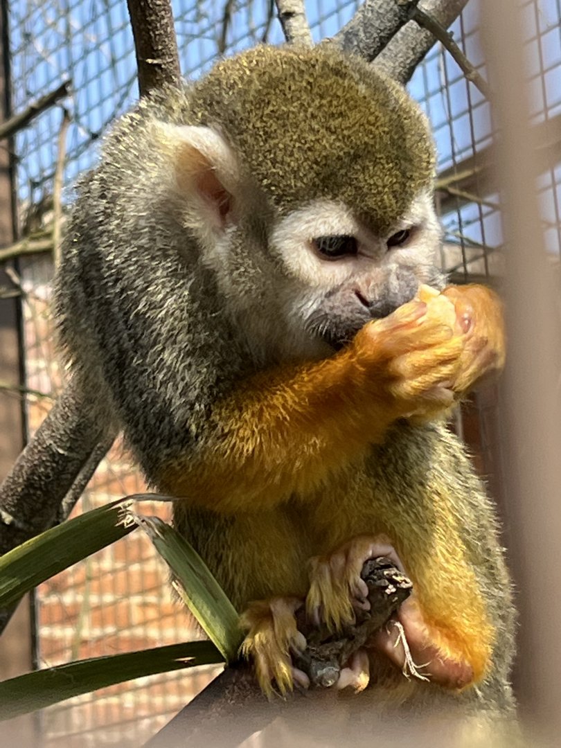 Squirrel Monkey