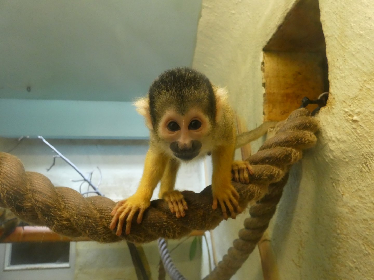 Squirrel monkey