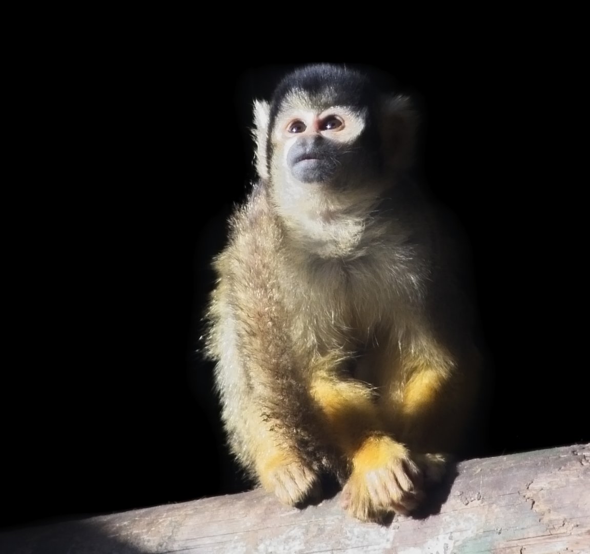 Squirrel Monkey