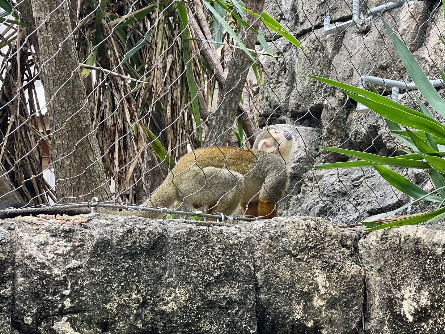 Squirrel Monkey