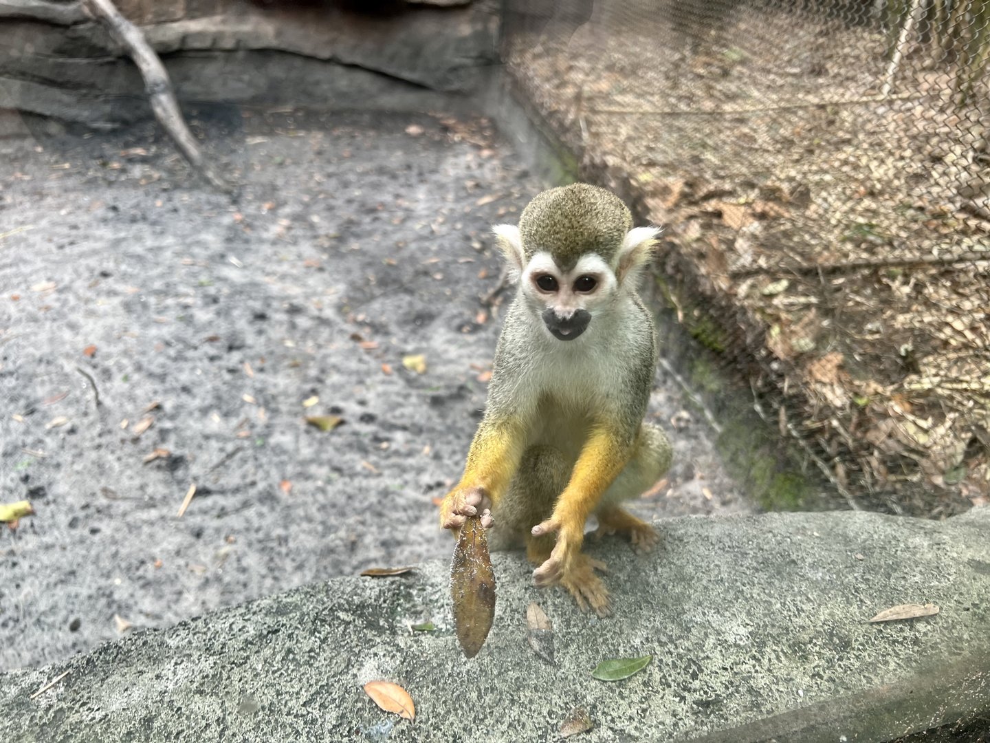 Squirrel Monkey