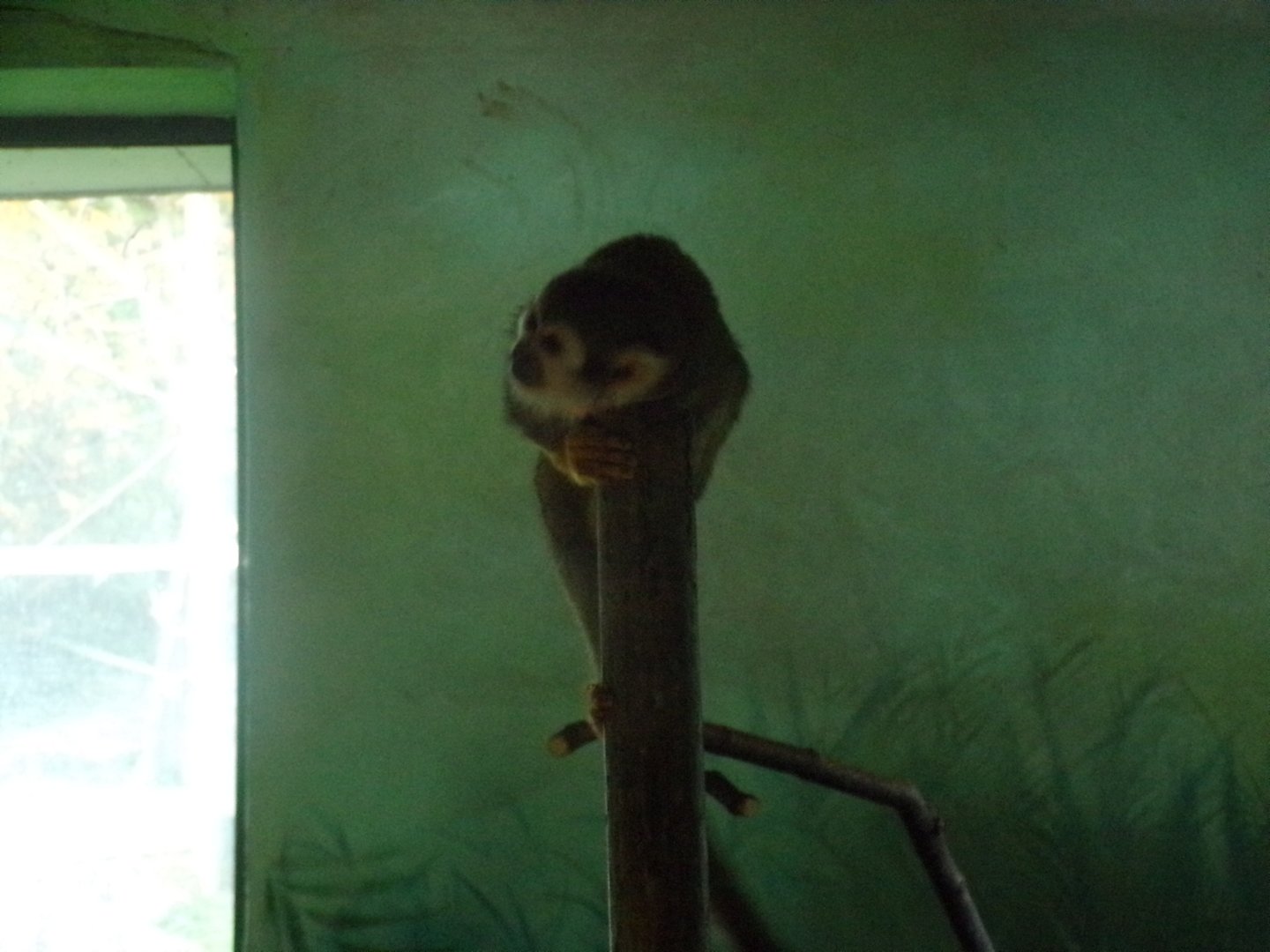 Squirrel monkey
