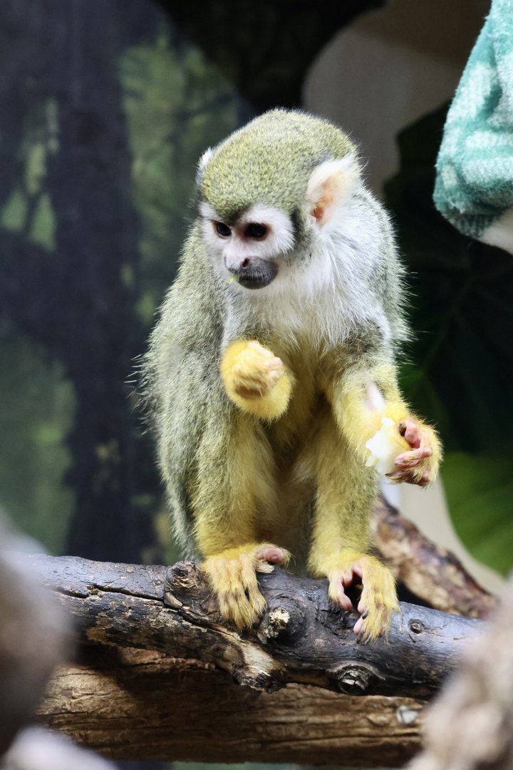 Squirrel Monkey