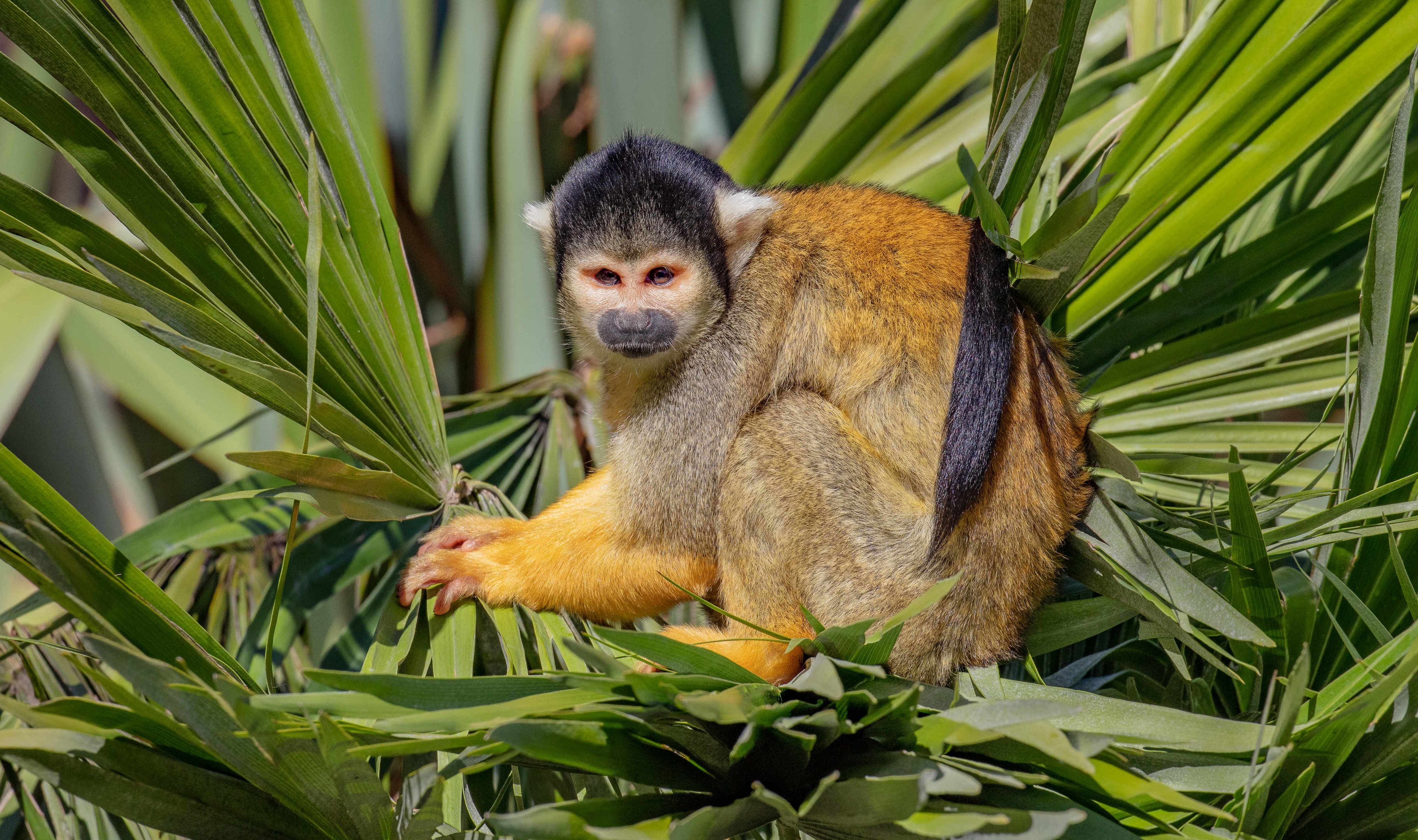 Squirrel Monkey
