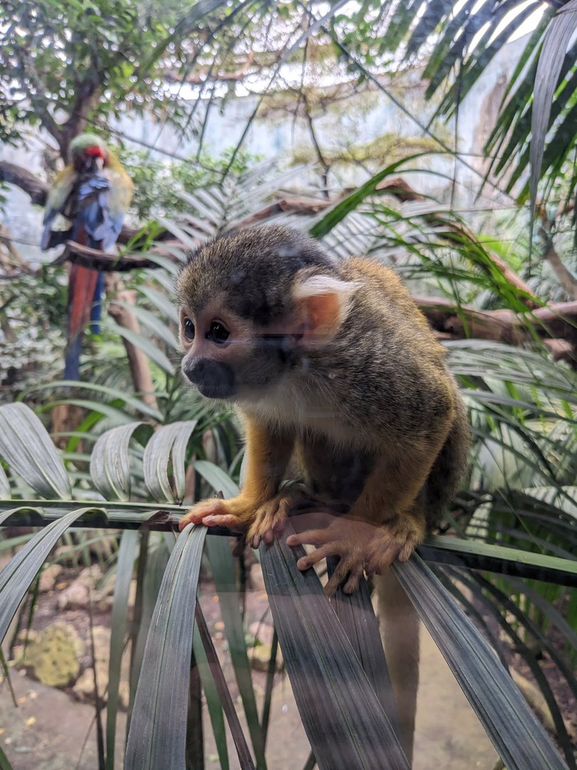 Squirrel Monkey