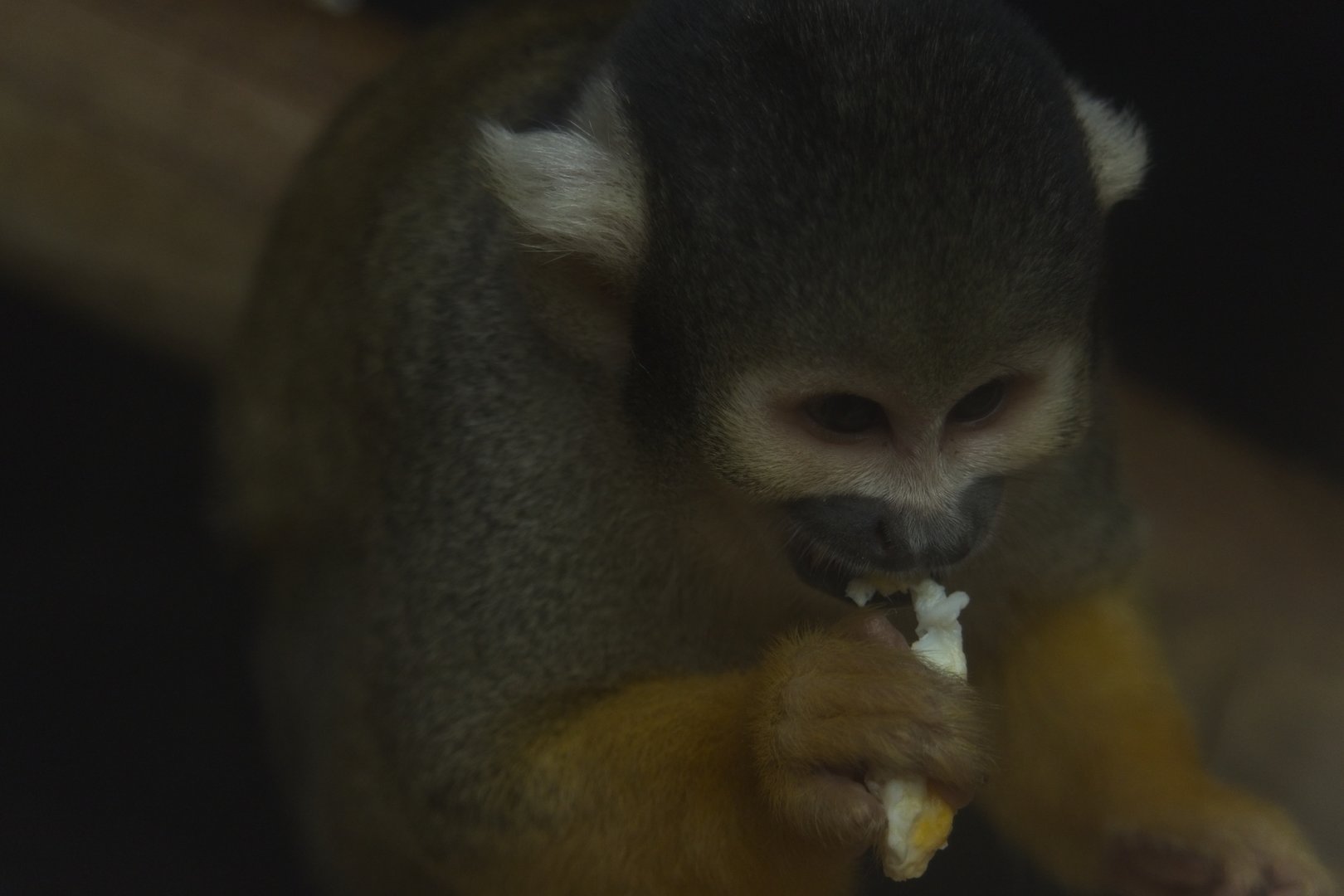 Squirrel Monkey