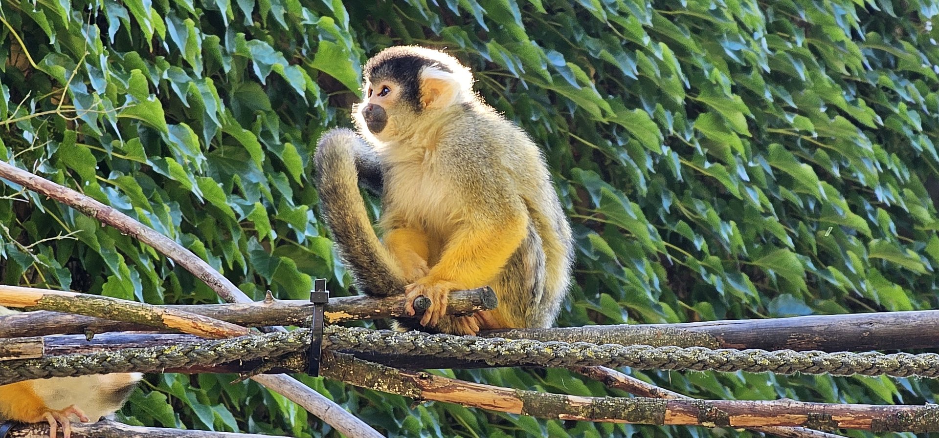 Squirrel monkey