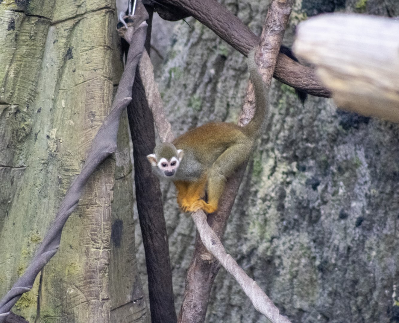 Squirrel Monkey