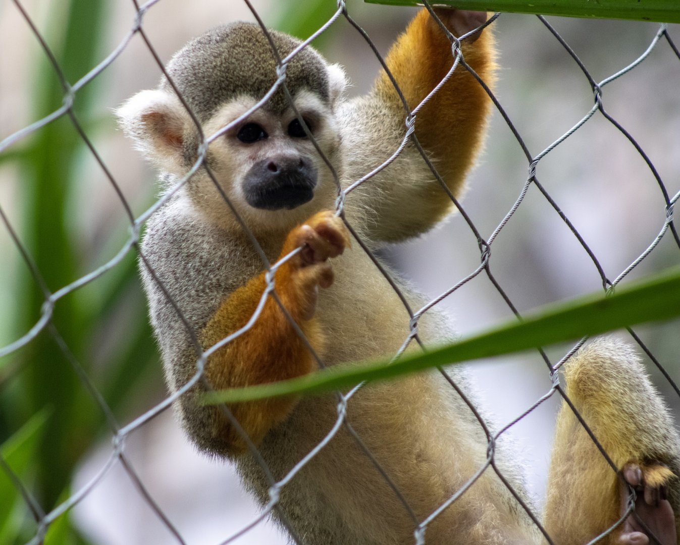 Squirrel Monkey