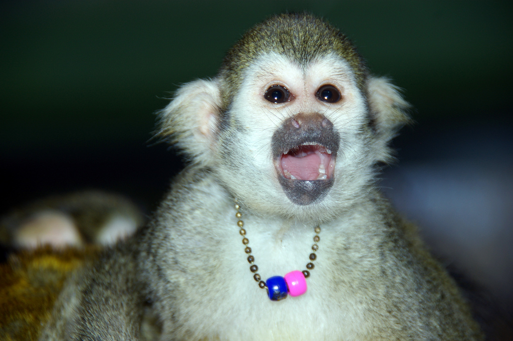 Squirrel Monkey