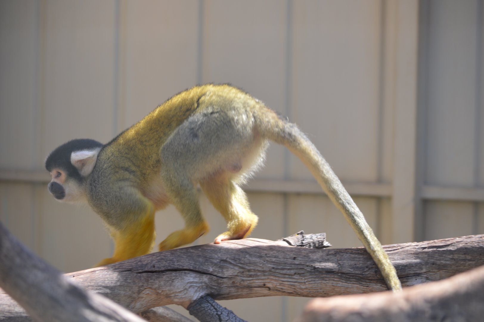 Squirrel Monkey