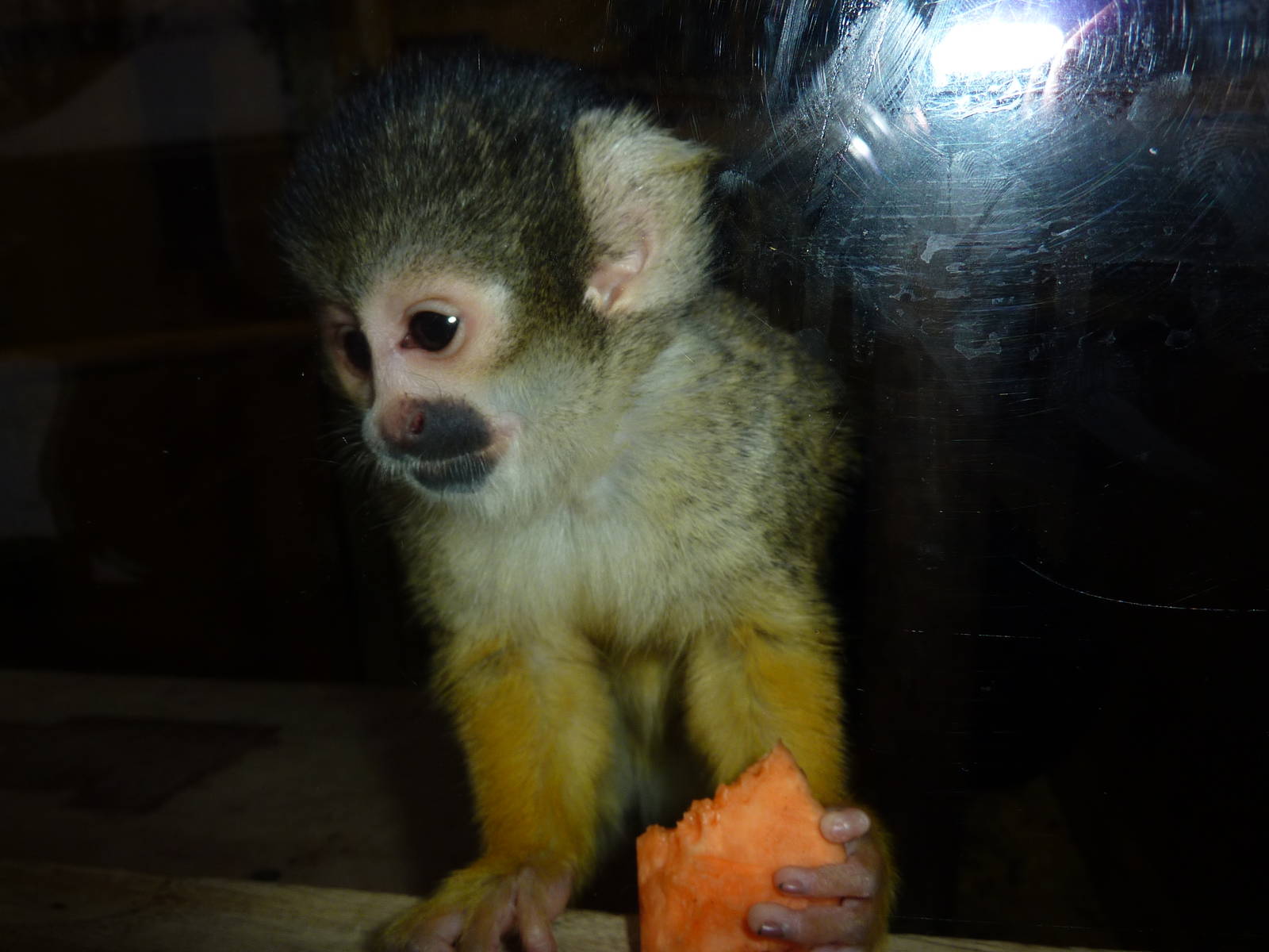 Squirrel monkey