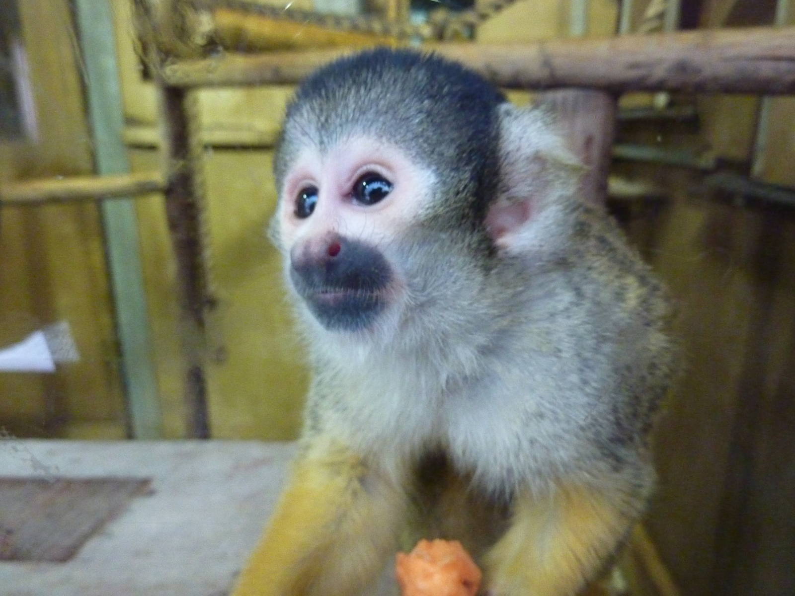 Squirrel monkey