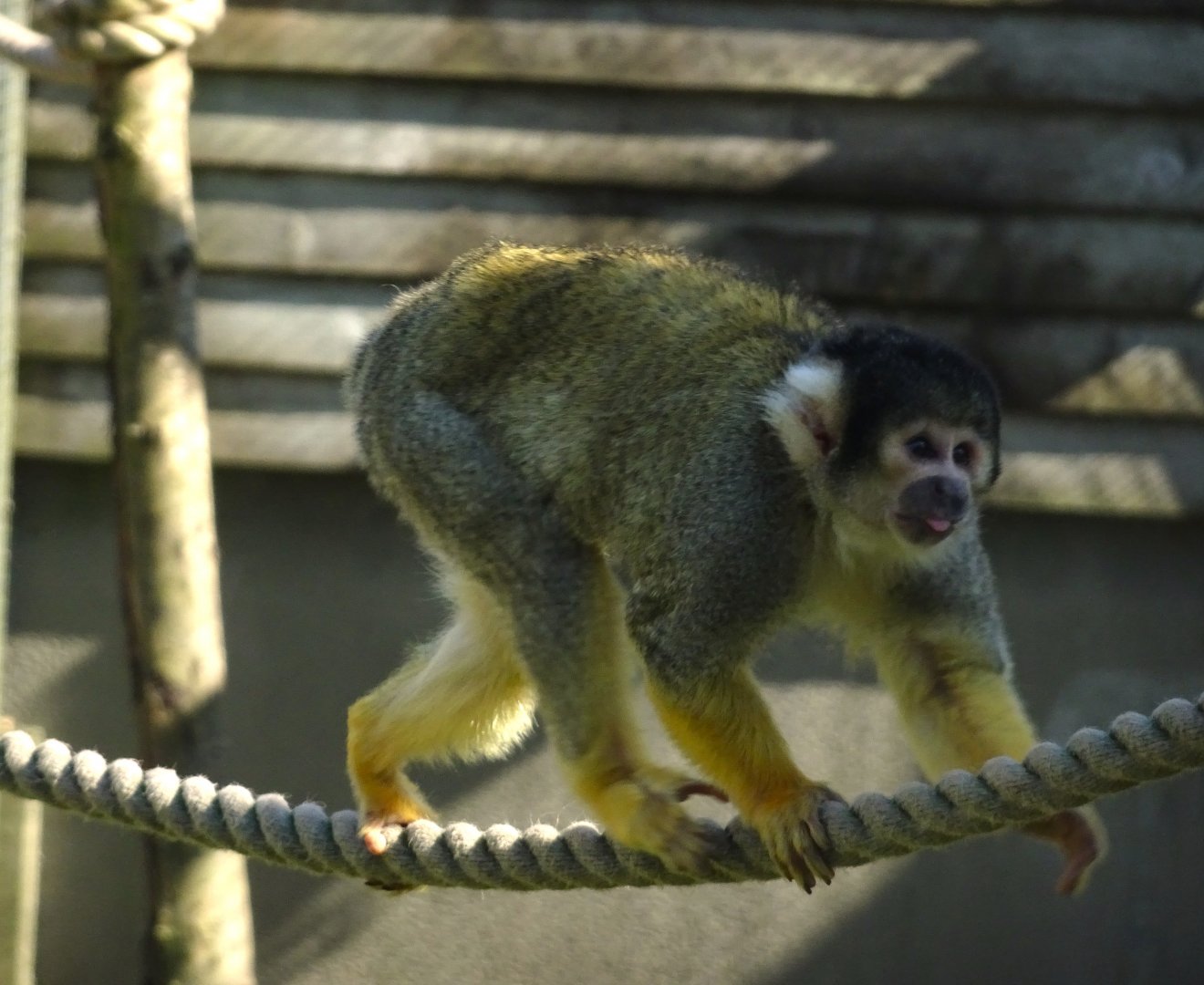 Squirrel monkey