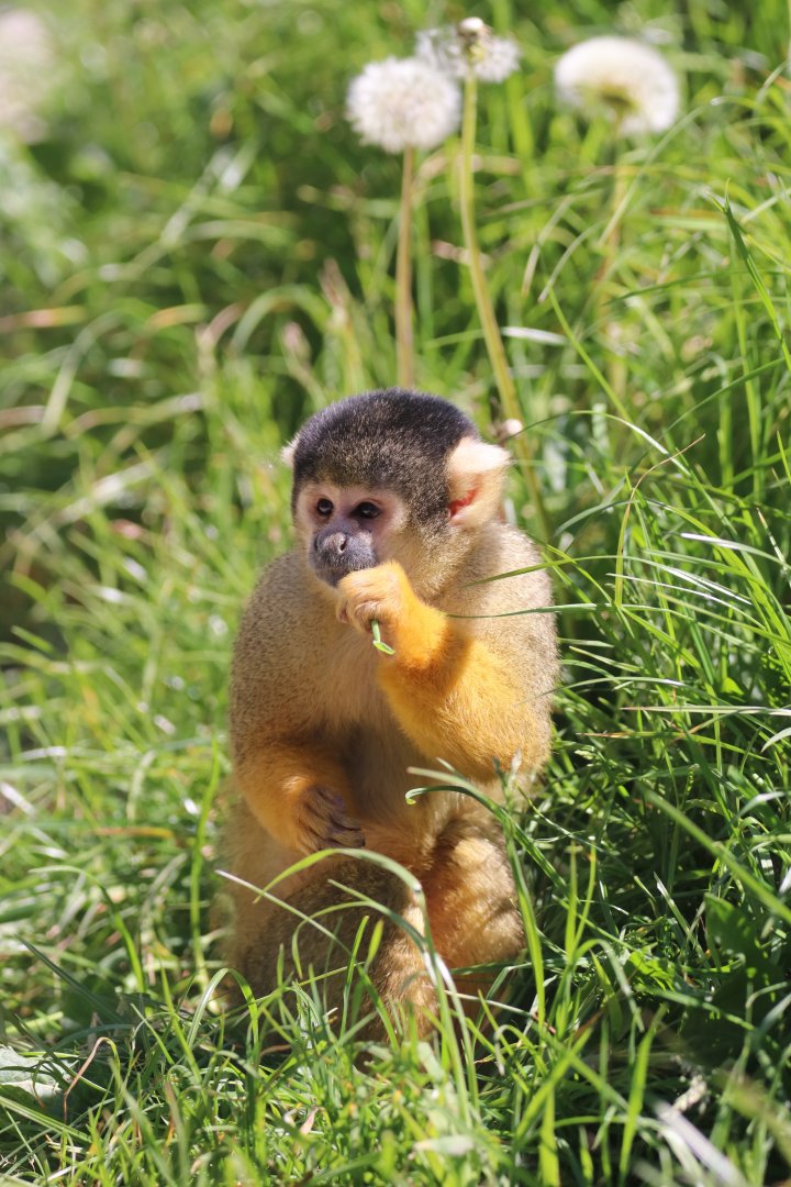 Squirrel monkey