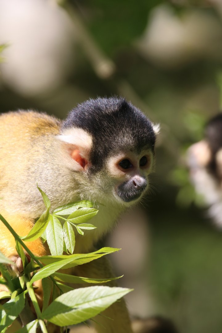 Squirrel monkey