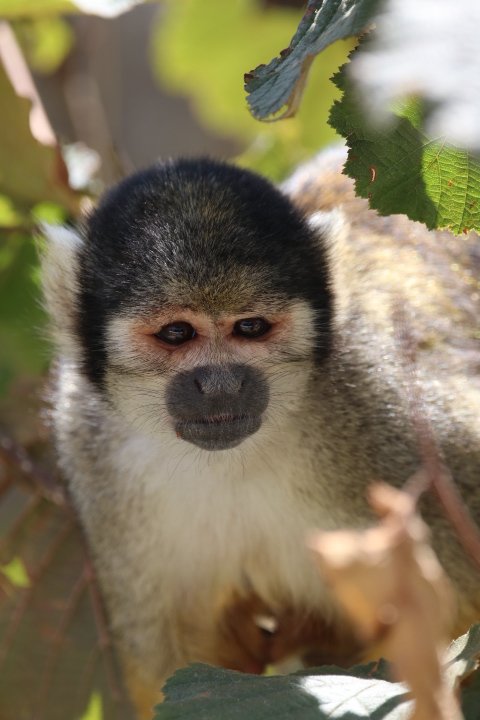 Squirrel monkey