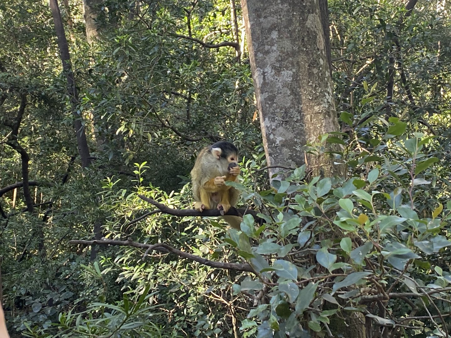 Squirrel monkey