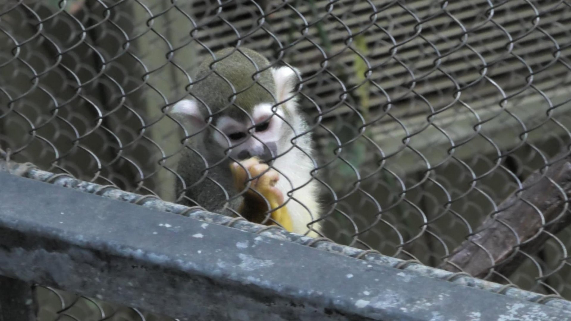Squirrel monkey