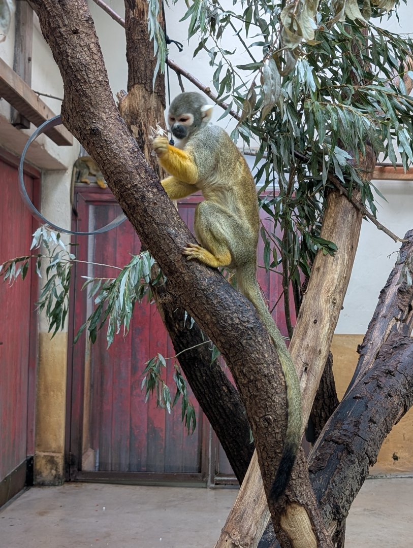 Squirrel Monkey