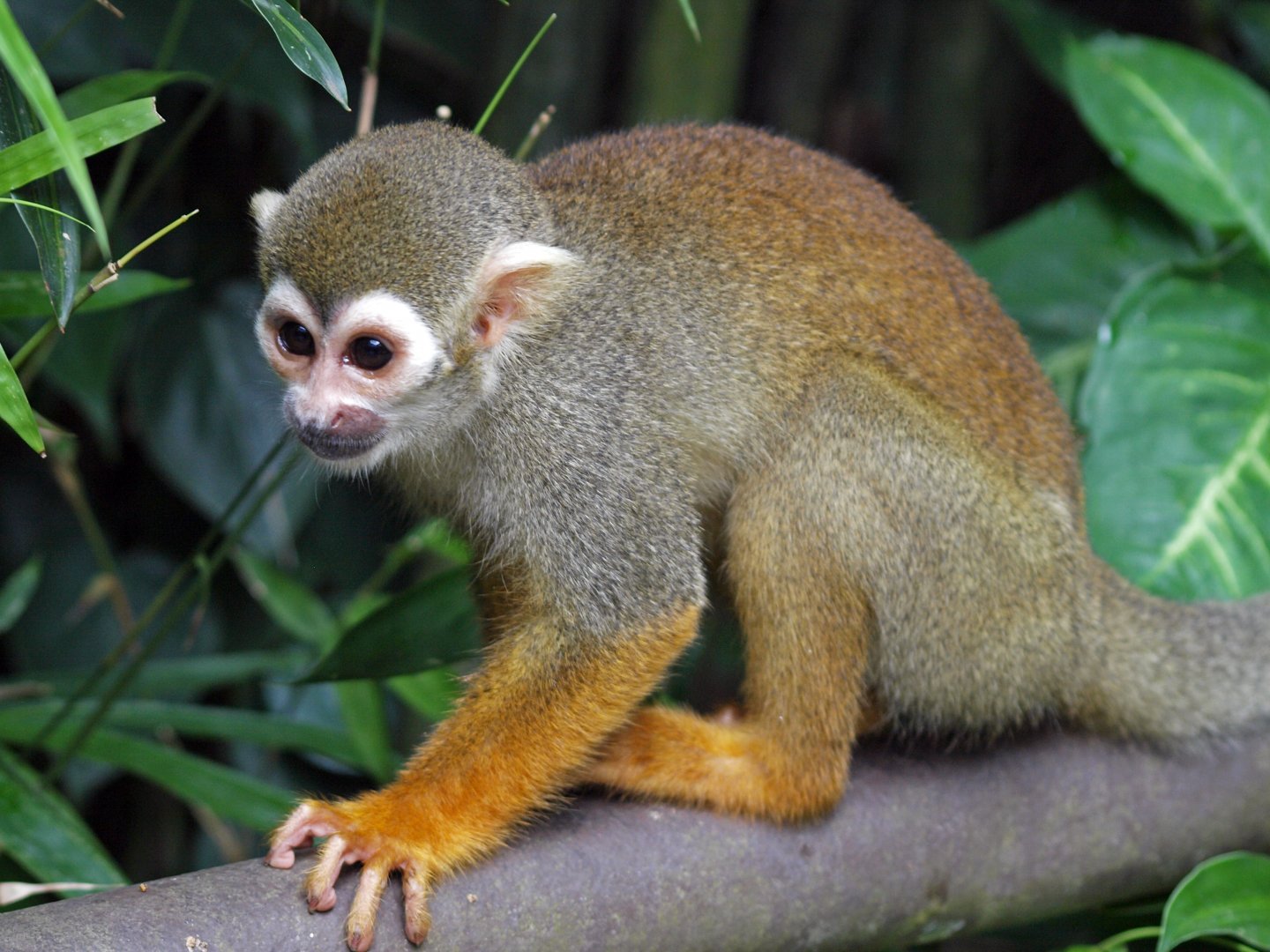 Squirrel monkey