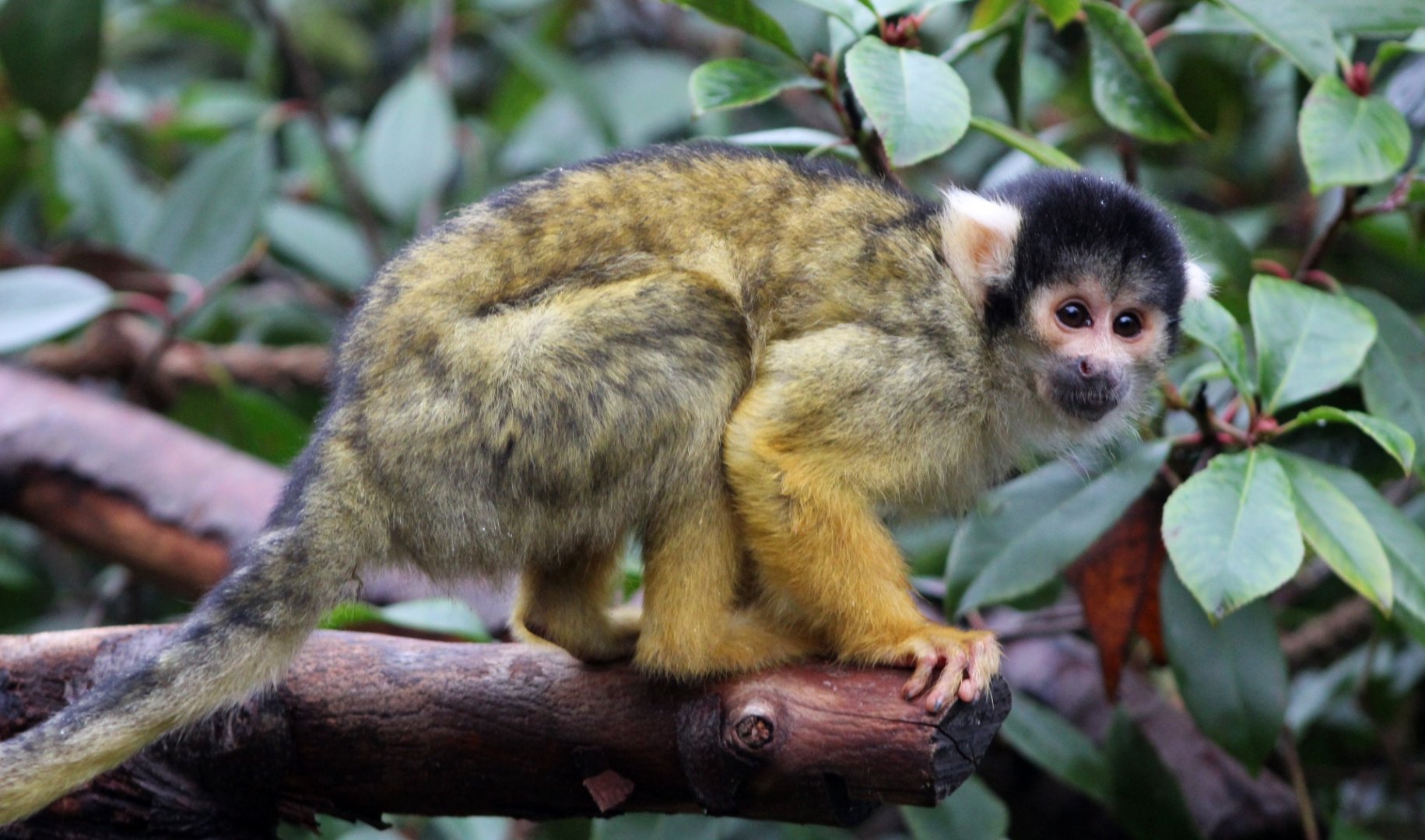 Squirrel Monkey