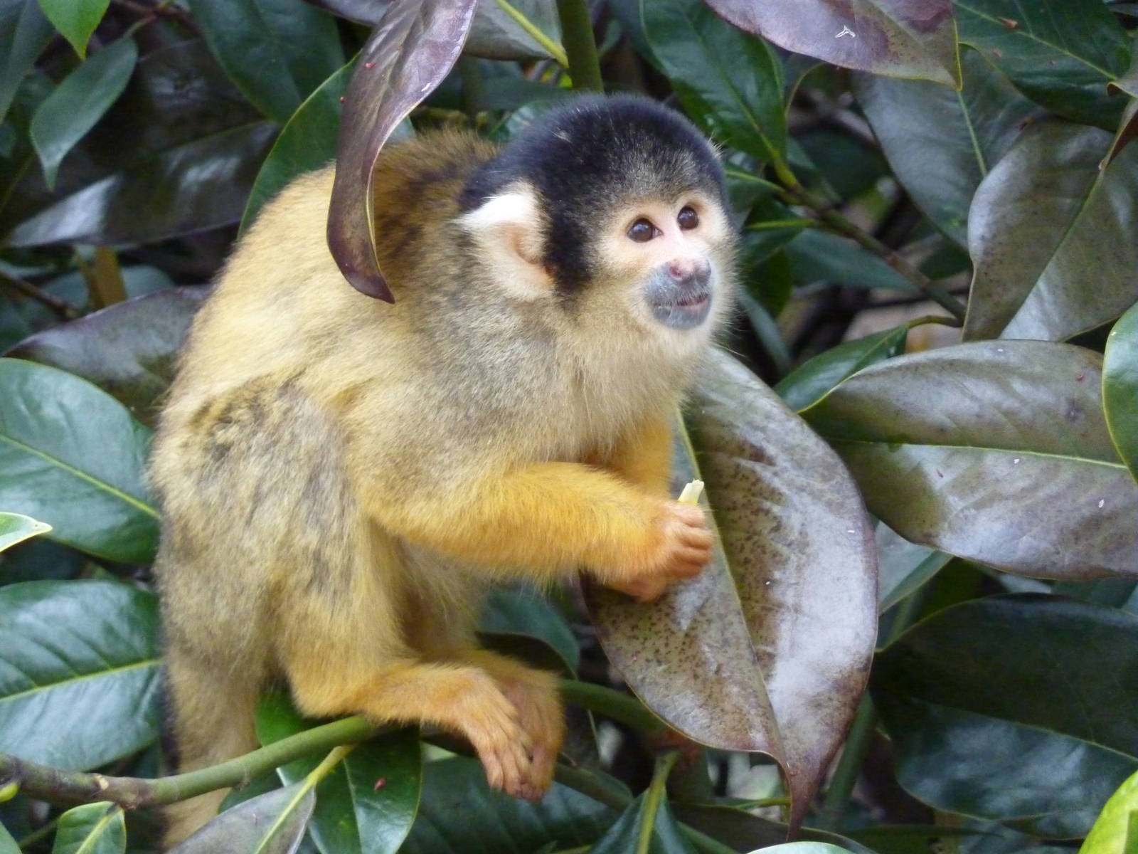 Squirrel monkey