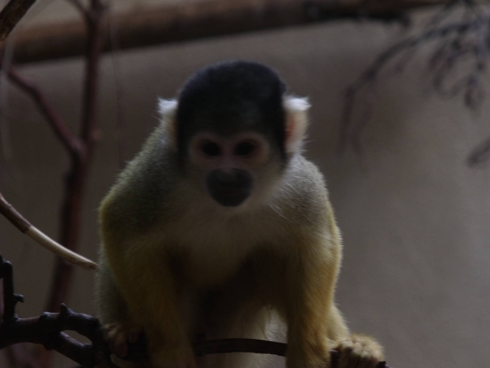 Squirrel Monkey