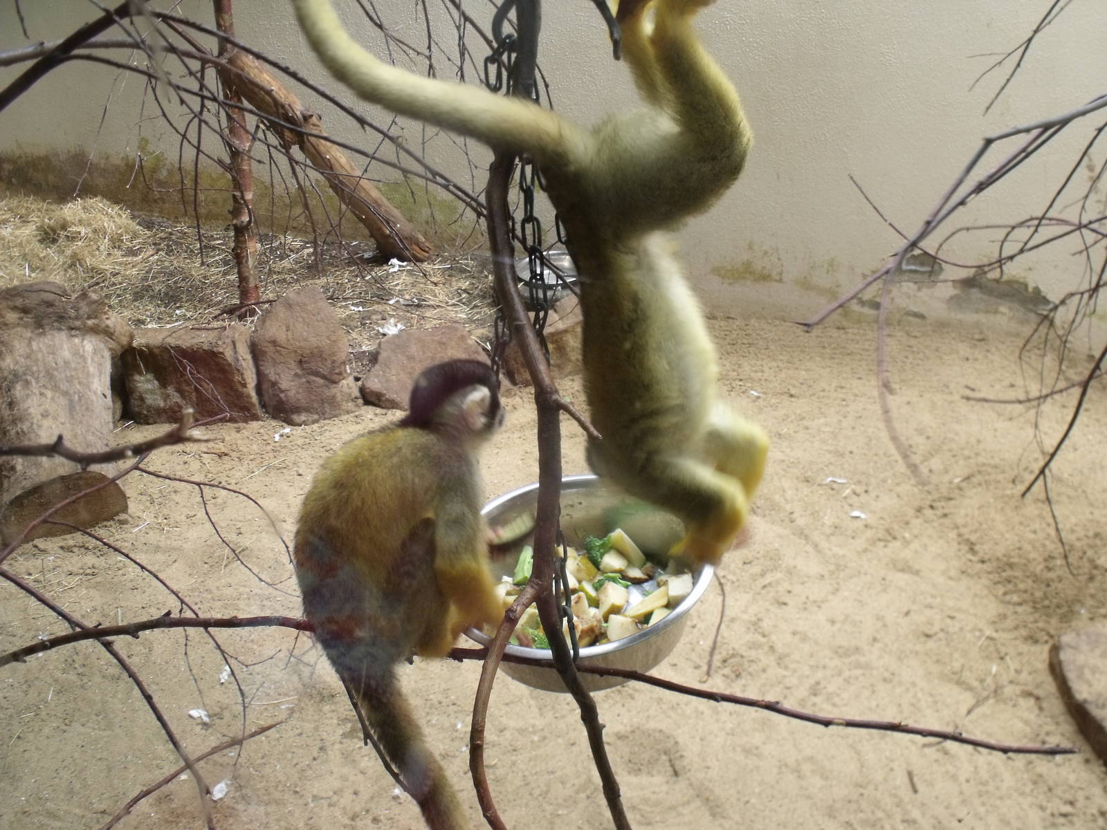 Squirrel Monkey