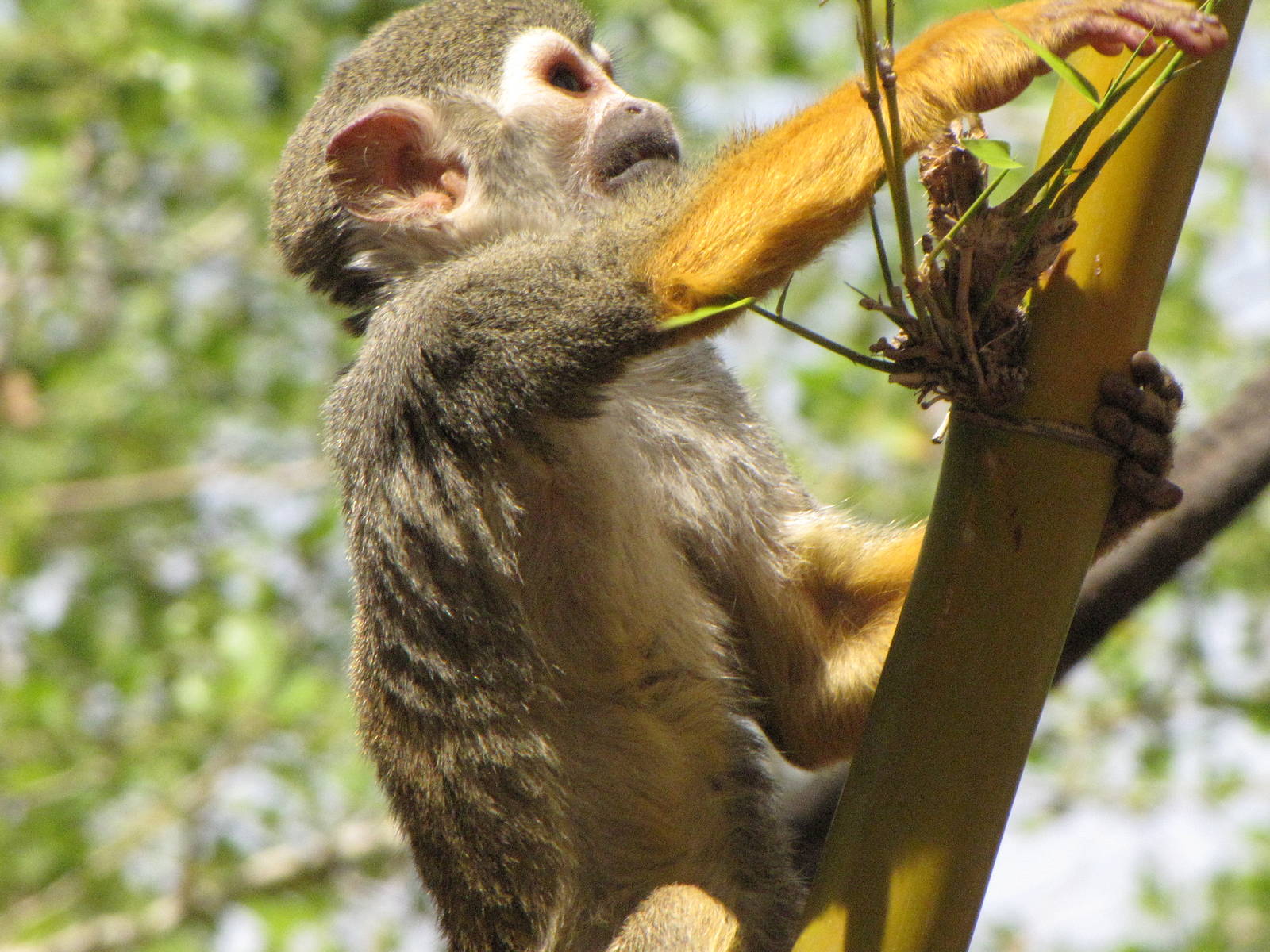 Squirrel Monkey