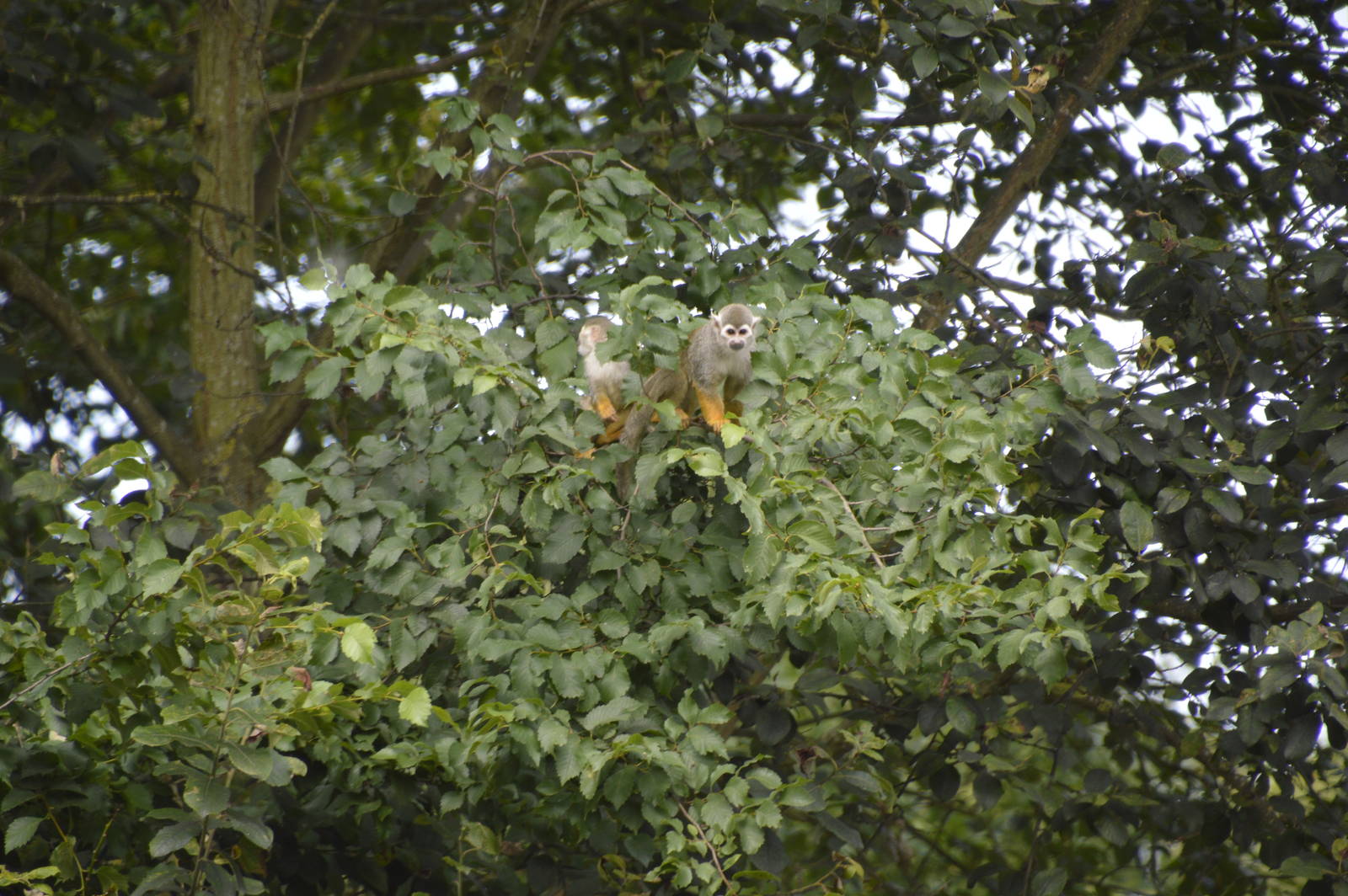 Squirrel Monkeys 050816