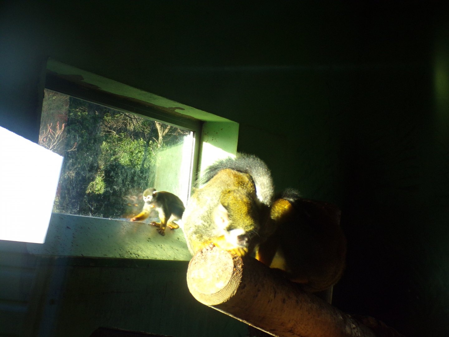 Squirrel monkeys 1.1.24