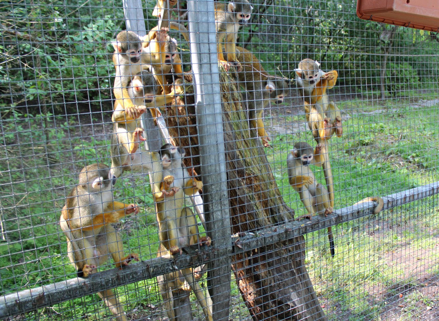 Squirrel monkeys (2013)