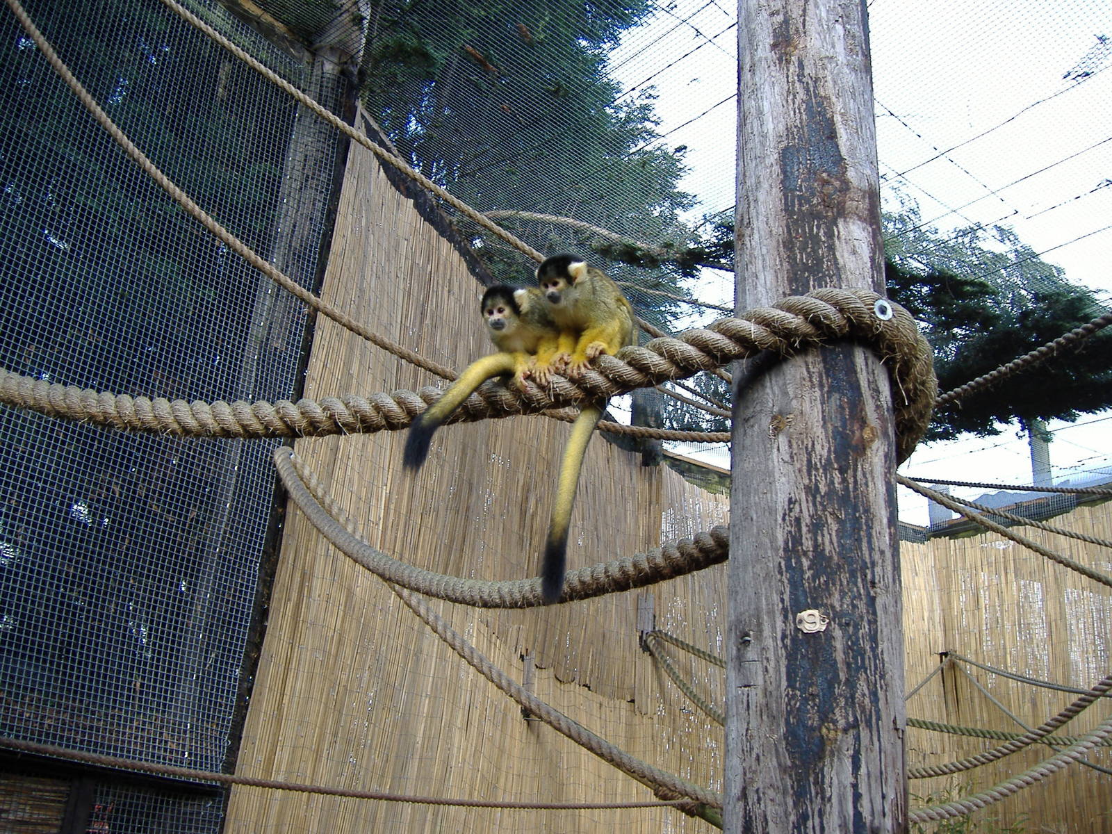 Squirrel Monkeys at Chessington Zoo, 11 February 2007