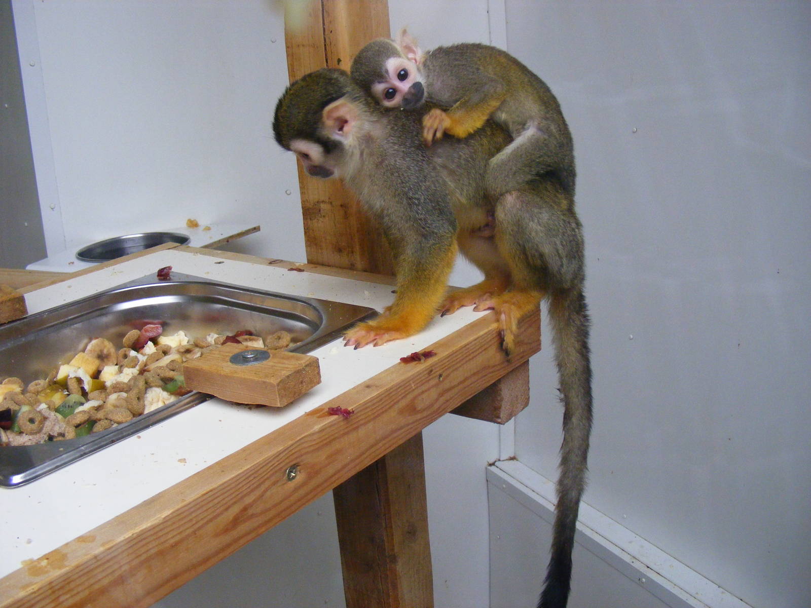 Squirrel monkeys at Exmoor Zoo, 29 December 2010