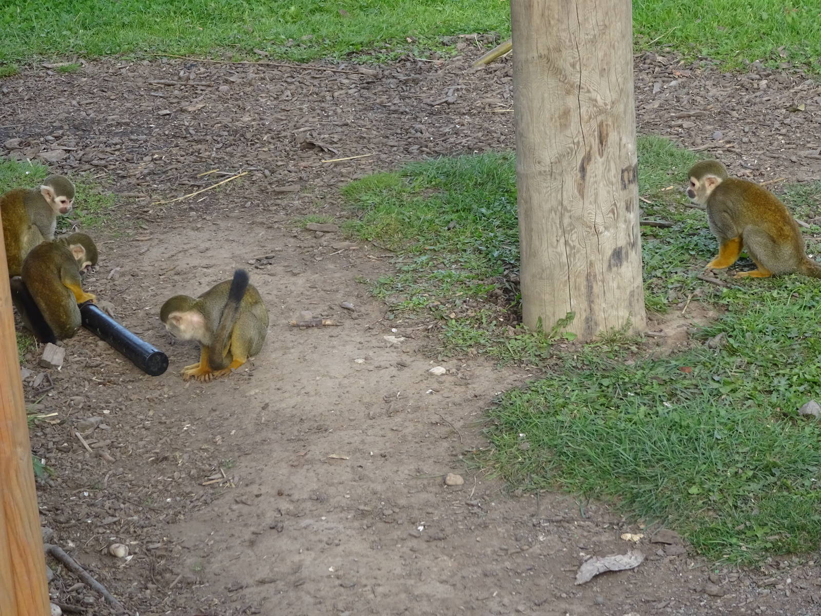 Squirrel Monkeys at Yorkshire Wildlife Park