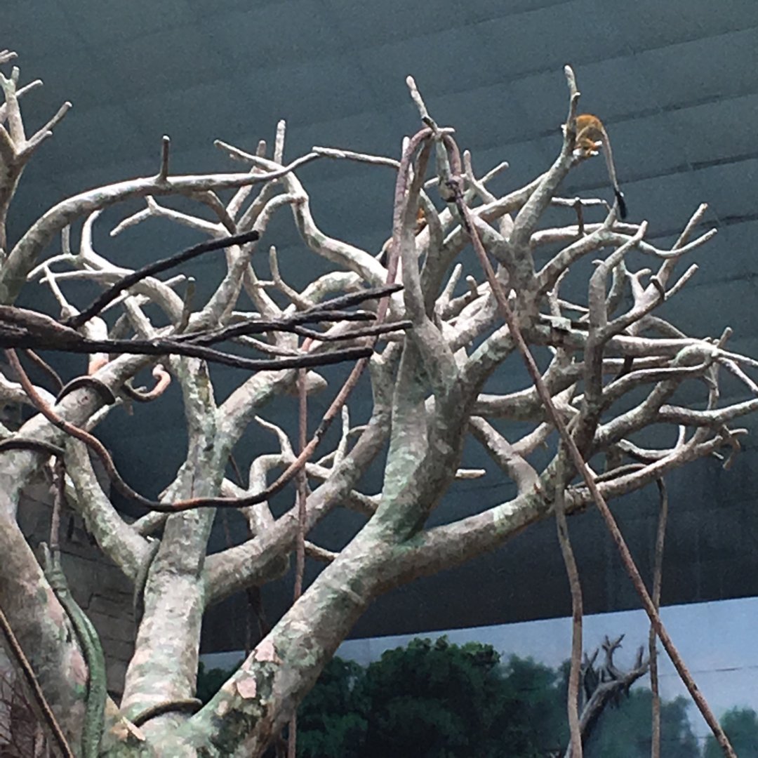 Squirrel Monkeys | Brookfield Zoo