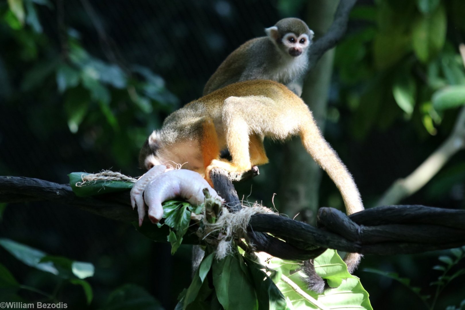 Squirrel Monkeys Eating Chicken