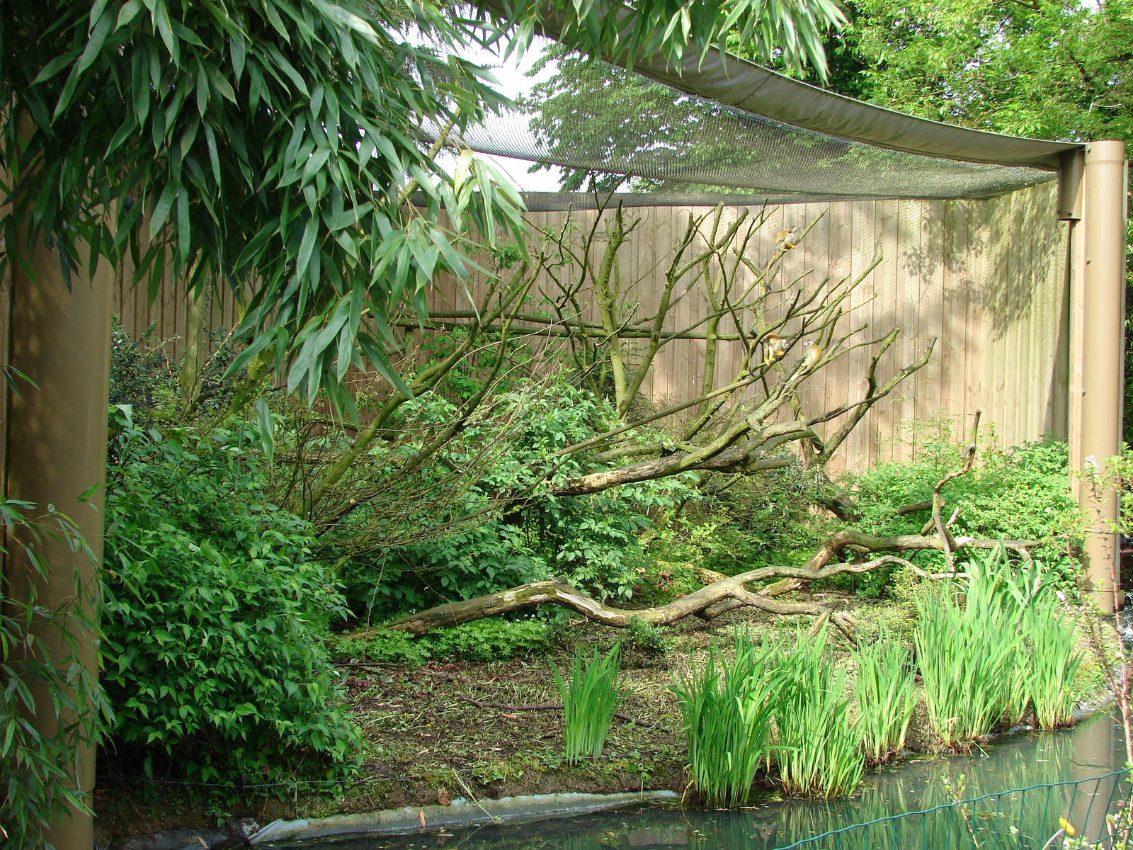 Squirrel monkeys exhibit