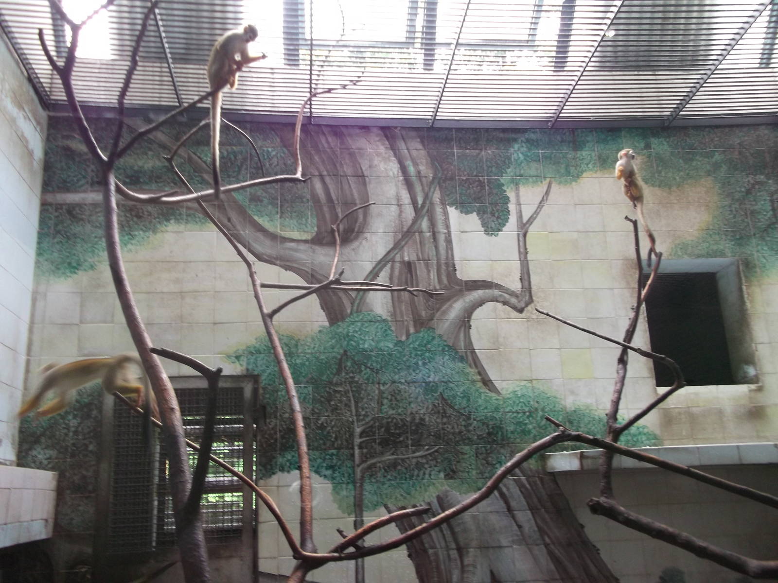 Squirrel Monkeys indoor enclosure