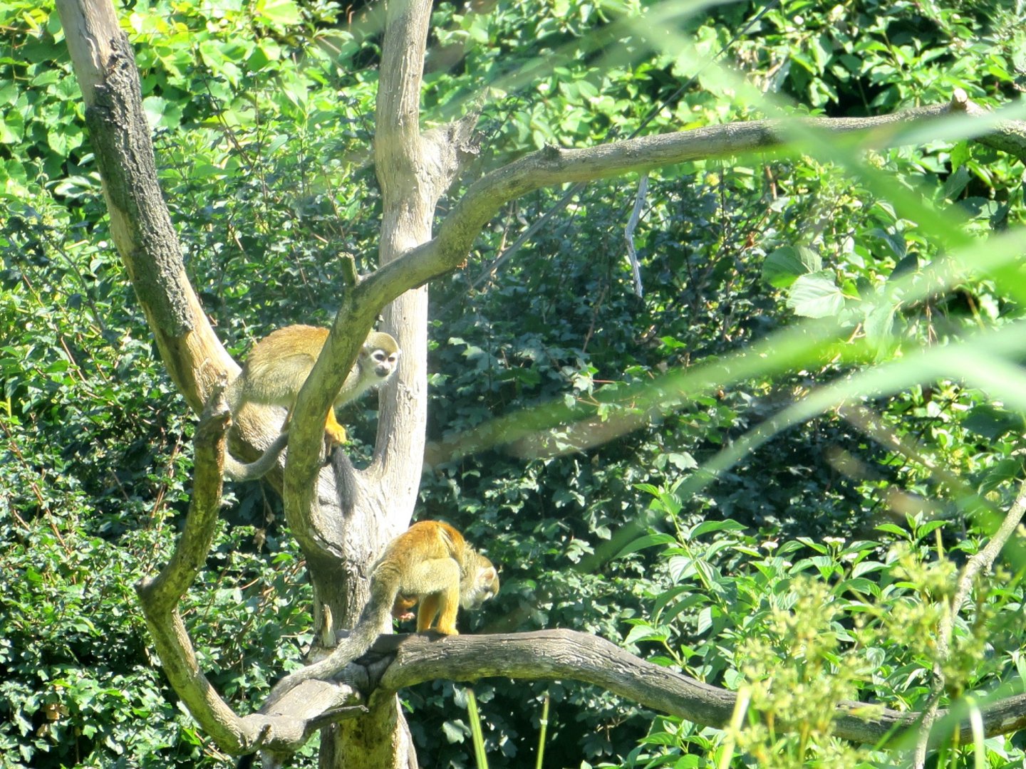 Squirrel Monkeys - July/2017