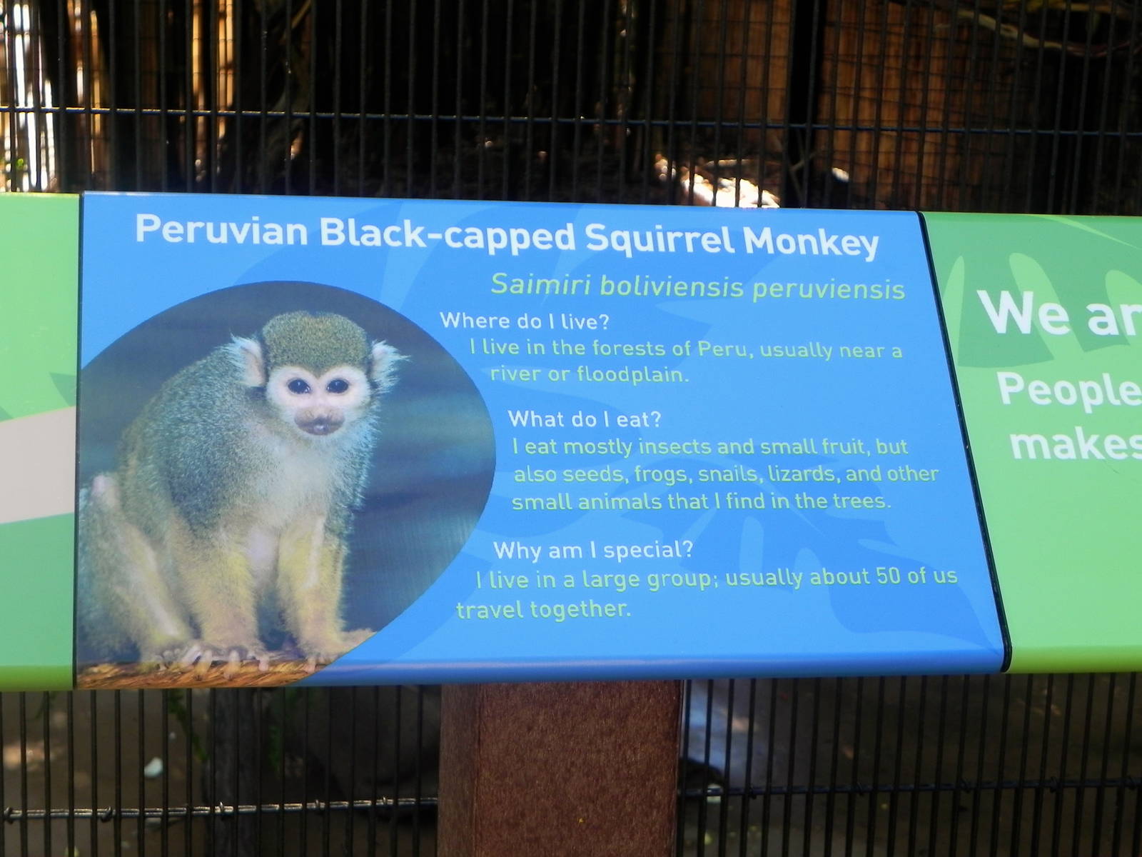 Squirrel monkeys moved from Kiwi Trail